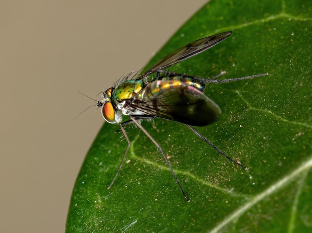 Langbenige vlieg van het geslacht Condylostylus