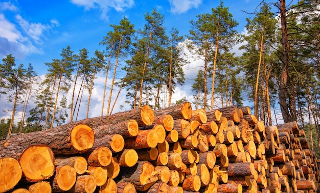 Lange boomstammen liggen in het bos op de plaats van verse kap.