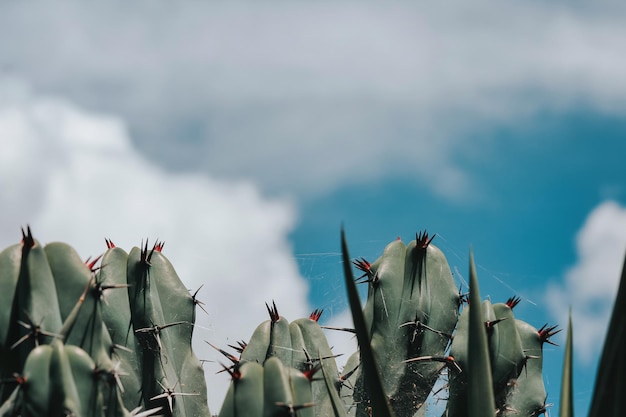 Lange cactus met doornen en blauwe hemelachtergrond in Mexico