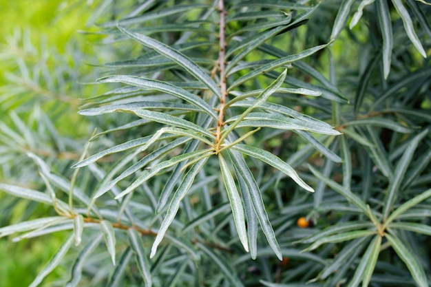 Lange dunne groene bladeren close-up op tak