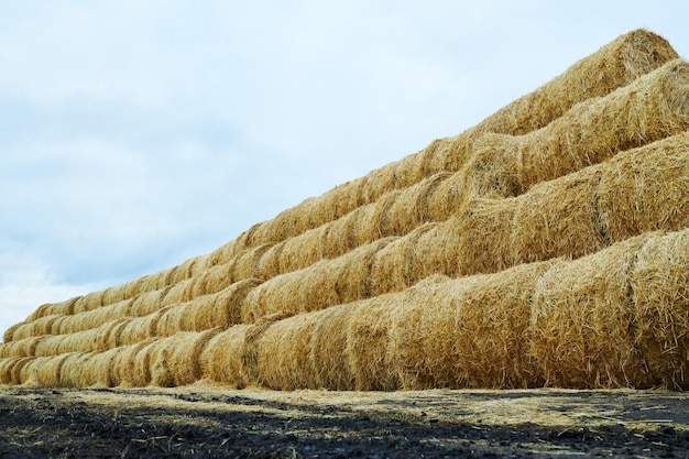 Lange en hoge stapel opgerolde hooibergen op geoogst veld