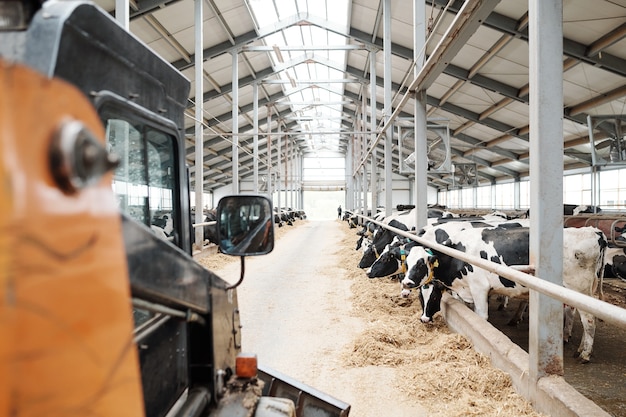 Lange gang van moderne dierenboerderij tussen twee rijen melkkoeien die hooi eten achter hek langs boerderij