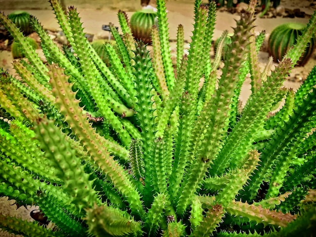 Lange groene stekelige doorn Desert Plant Bush