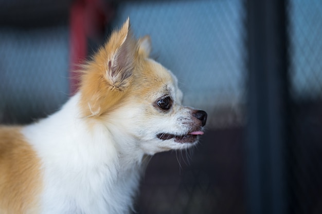 Lange haar chihuahua hond op tafel