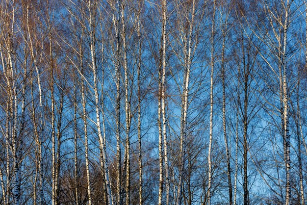 Lange hoge berkenbomen zonder bladeren op blauwe hemelachtergrond