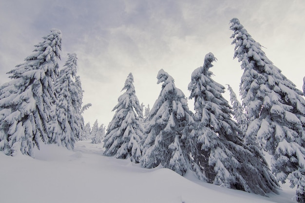 Lange naaldbomen in het landschapsfoto van het de winterwonderland