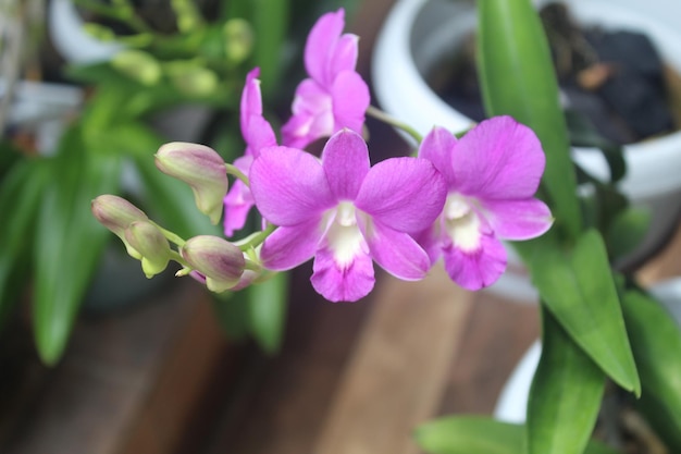 lange orchideebloem met een zeer mooie en