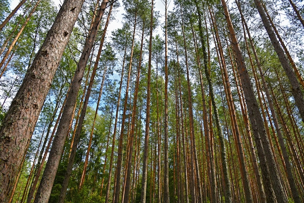 Lange pijnboombomen in een Russisch bos in de zomer