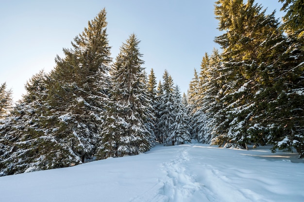 Lange sparren bedekt met dikke sneeuw onder de blauwe hemel op zonnige koude dag.