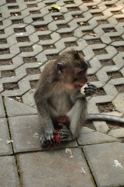 Lange staart Indonesische apen of Balinese makaak in Mandala Suci Wenara Wana of Ubud Sacred Monkey Forest Sanctuary in de stad Ubud in Bali, Indonesië