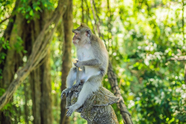 Lange staart makaken Macaca fascicularis in Sacred Monkey Forest, Ubud, Indonesië.