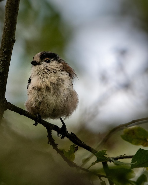 lange staart tit