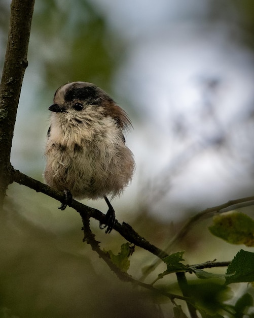 lange staart tit