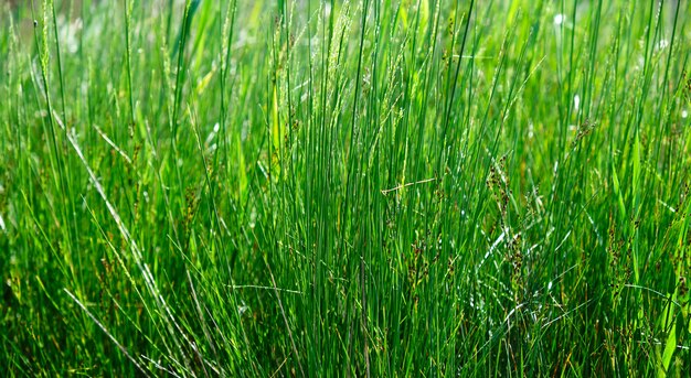 Lange stammen van verse groene grasachtergrond