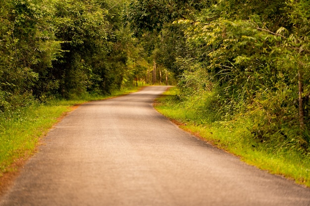 Lange weg in het bos overdag