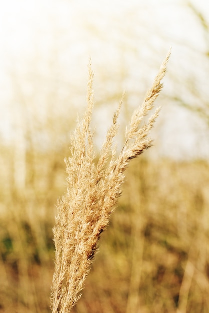 Lange zomer droog gras.