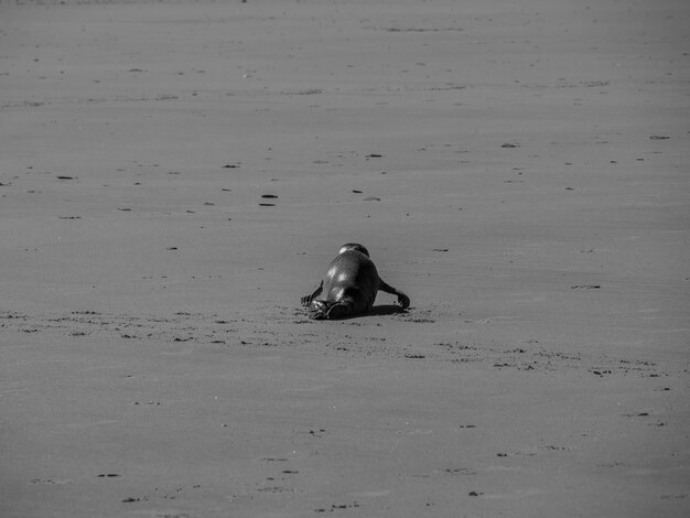 Langeoog beach