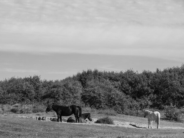 Langeoog island