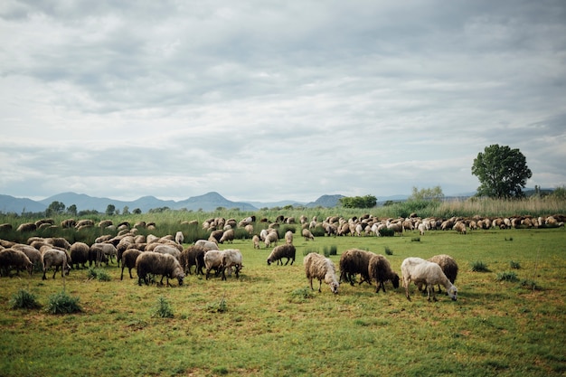 Langgeschoten kudde schapen die gras op de weide eten