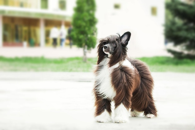 Langharige Chinese Kuifhond op de wandeling. Harige hond. Langharige hond. Hond trimmen