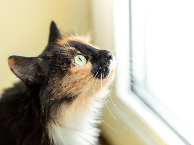 Langharige driekleurige oranje-zwart-witte kat die nauwlettend uit het raam kijkt. Favoriete huisdieren. Zijaanzicht, close-up. Selectieve aandacht.