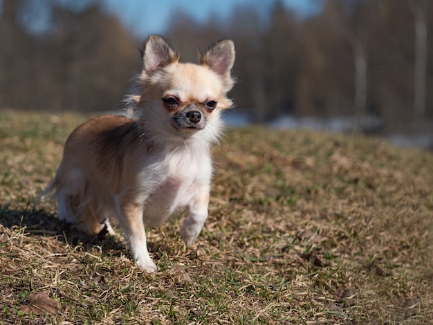 Langharige kleur sable chihuahua hond poseren buitenshuis.