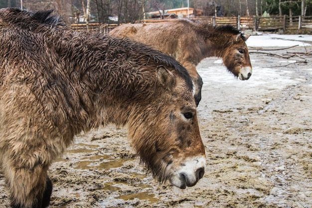 Langharige paarden in de paddock op Oostenrijkse boerderij, Solden, Oostenrijk