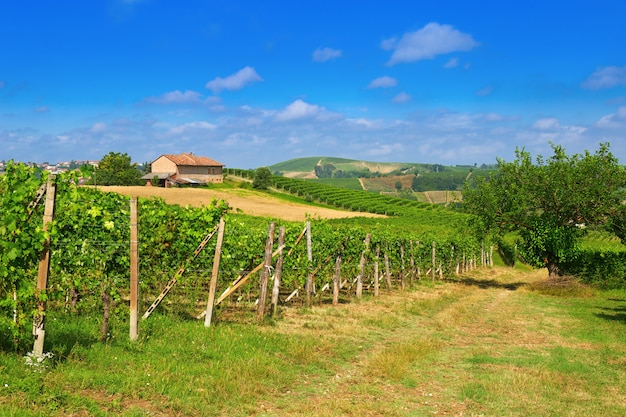 Langhe is a hilly area  in the province of Cuneo in Piedmont, northern Italy. 