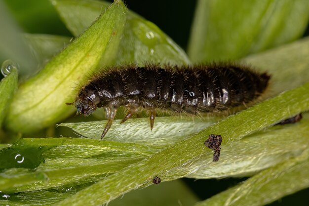 Langkoortskever larve van de soort lagria villosa