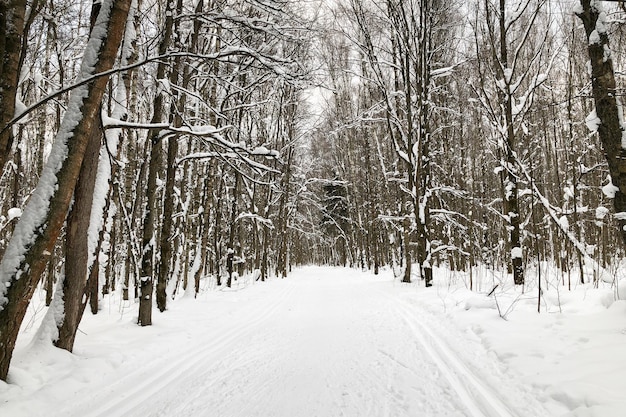 Langlaufloipe in winterbos