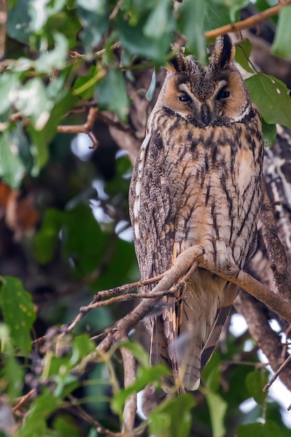 Langoorige uil die op een boom zit Asio otus