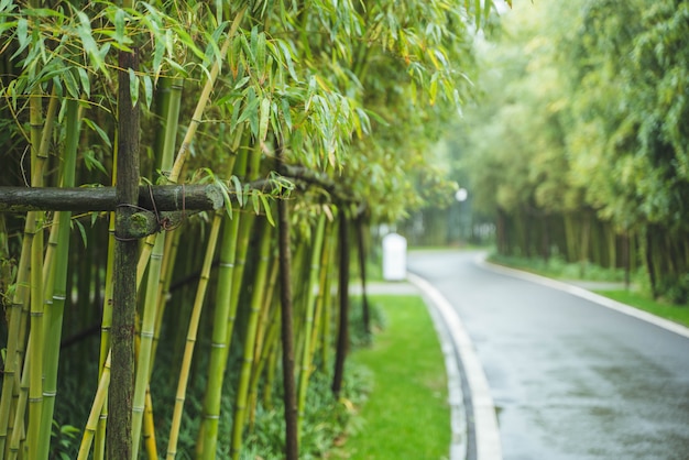 Langs de weg verse groene bamboebomen