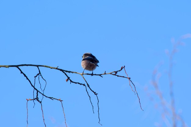 Langstaart tit die op een boomtak zit op een blauwe achtergrond.