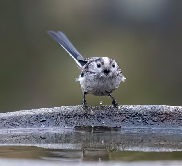 Foto langstaart titvogel die op een rots naast het water zit