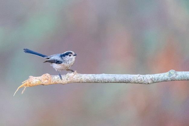 Langstaartmees Aegithalos caudatus Granada Spanje