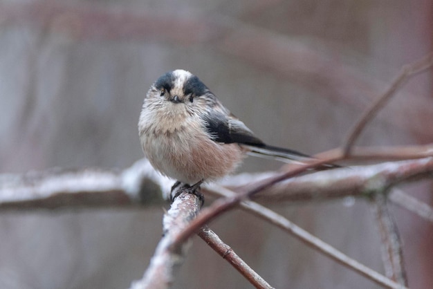 Langstaartmees Aegithalos caudatus Granada Spanje