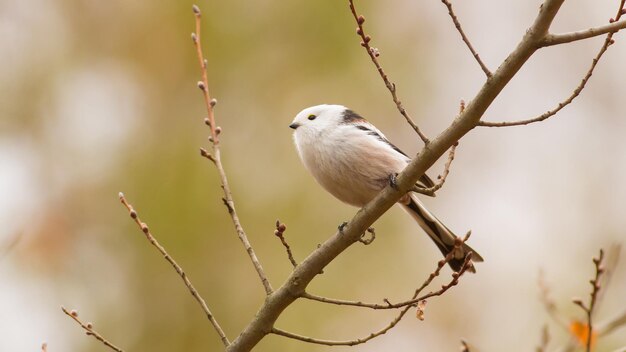 Langstaartmees Aegithalos caudatus Herfstochtend Mooie kleine vogel zittend op een tak