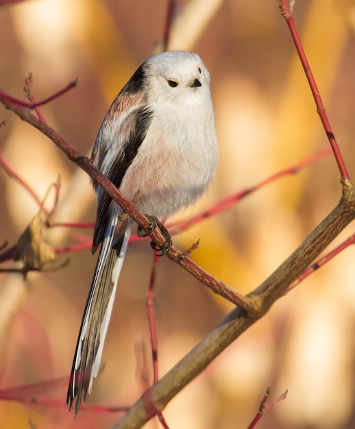 Langstaartmees Aegithalos caudatus Zonnige winterochtend