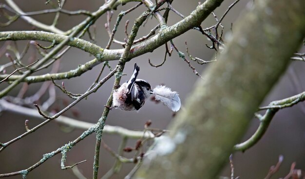 Langstaartmees die een nest bouwt en veren verzamelt