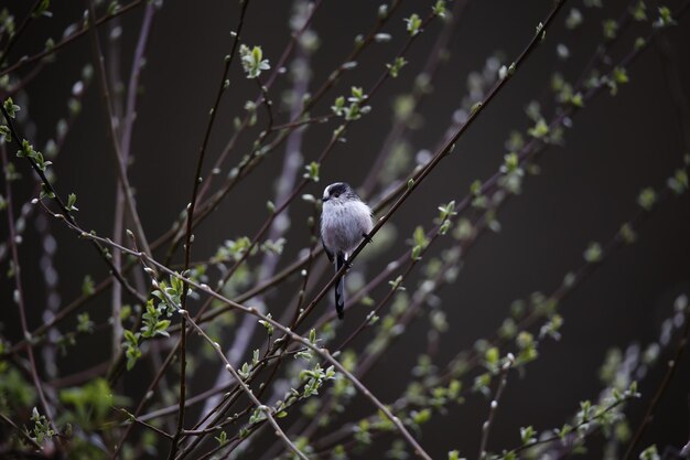 Langstaartmees die een nest bouwt en veren verzamelt