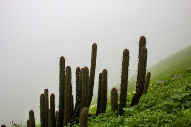 Langstammige cactus groeit op groene planten achtergrond een bewolkt landschap