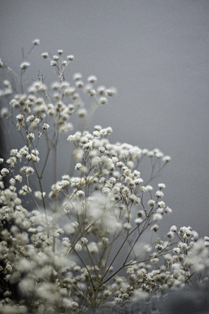 In the language of flowers, Gypsophila symbolizes innocence and eternal love