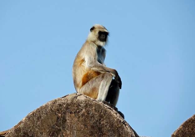 Languar monkeys at Ranthambore fort in India