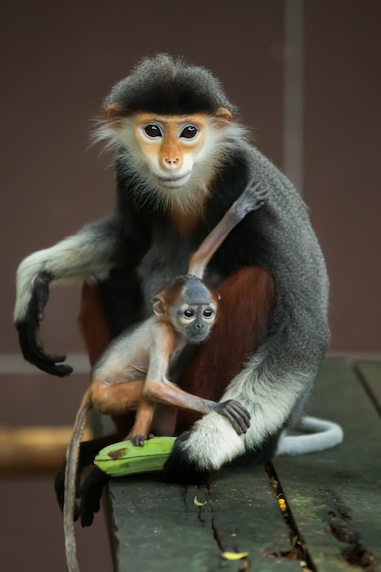 Langur aap moeder en baby eten.