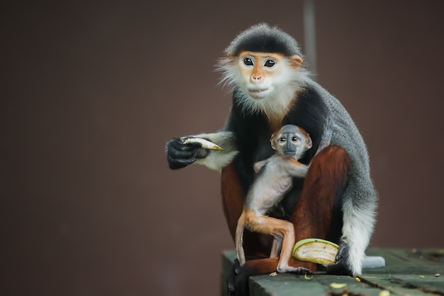 Langur aap moeder en baby eten.