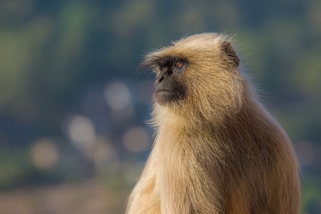 ラングール猿をクローズアップ、インド。被写界深度が浅い。
