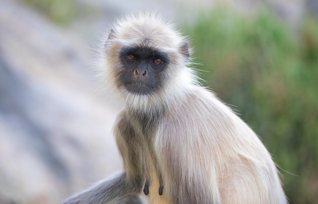 Langur Monkey