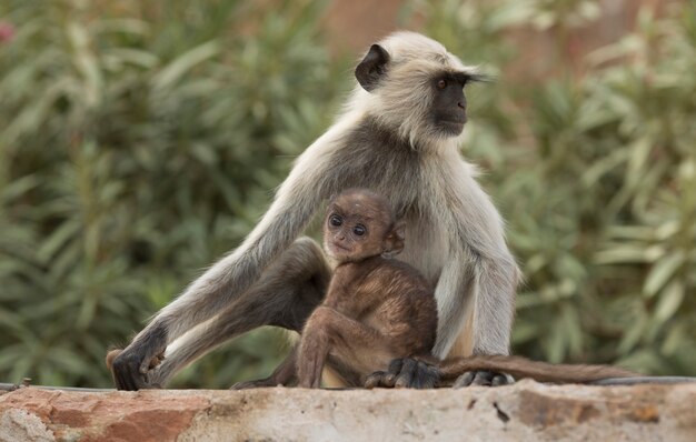 Langur Monkey