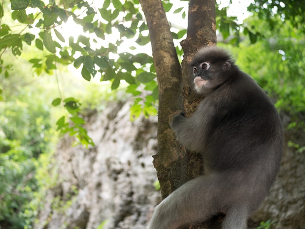 Langurs, Colobinae, Leaf Monkey, Trachypithecus. Hangend aan de boom.