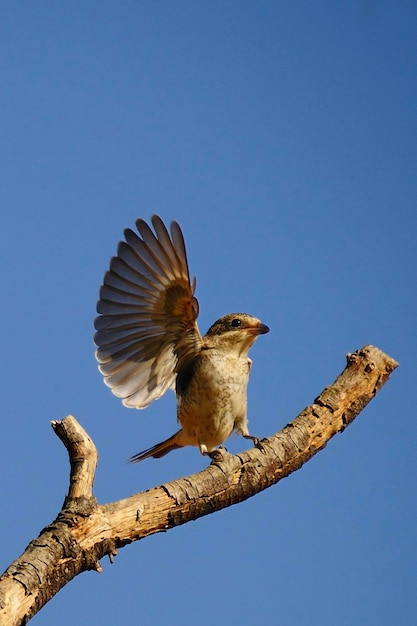 Lanius senator  the common shrike is a species of passerine bird